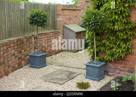 Standard-Lorbeerbäume in Containern am Eingang zu einem Durchgang oder engen Garten. Landschaftlich gestalteter Garten in Großbritannien. Stockfoto