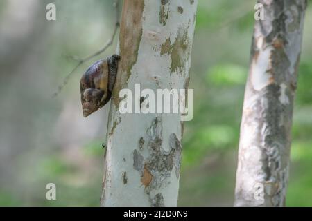 Eine riesige afrikanische Landschnecke (Lissachatina fulica) aus dem trockenen Wald Ecuadors, eine invasive Art, die in vielen Gebieten weit verbreitet ist. Stockfoto