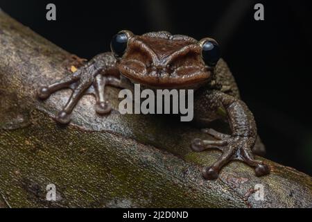 Jordaniens kastanienköpfiger Baumfrosch (Trachycepalus jordani) aus dem Tumbesian-Trockenwald in Ecuador. Stockfoto