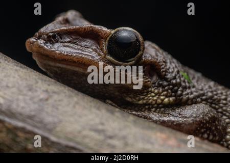 Jordaniens kastanienköpfiger Baumfrosch (Trachycepalus jordani) aus dem Tumbesian-Trockenwald in Ecuador. Stockfoto