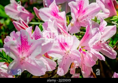 Indische Azaleen blühen auf dem Washington Square, 26. März 2022, in Mobile, Alabama. Stockfoto