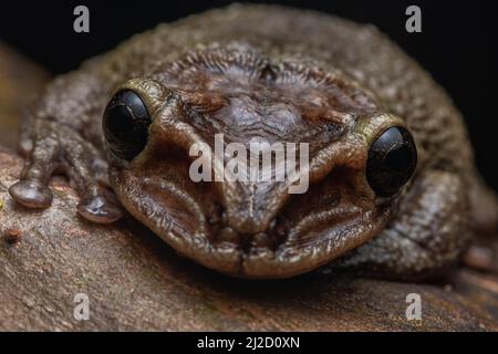 Jordaniens kastanienköpfiger Baumfrosch (Trachycepalus jordani) aus dem Tumbesian-Trockenwald in Ecuador. Stockfoto