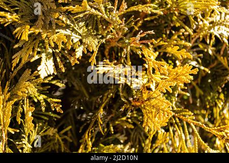 Thuja occidentalis, bekannt als Goldtropfen, leuchtet hell mit der Sonne, die heute scheint Stockfoto