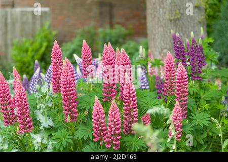 Lupine oder Lupine Pflanze mit rosa Blüten wächst in einem britischen Garten Grenze Stockfoto