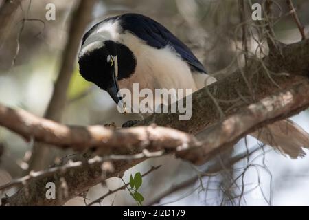 Ein weißschwanzhäher (Cyanocorax mystacalis) aus dem Tumbesian-Trockenwald in Ecuador. Seine Fütterung auf einer Art von Mutter. Stockfoto