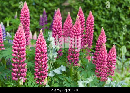 Lupinen, Lupinenpflanze (lupinus) mit rosa Blüten, die in einem Garten wachsen, Großbritannien Stockfoto