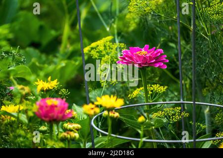 Eine blühende, rosa Zinnia Blume, die hoch wird, ragt in einem Gemeinschaftsgarten hervor. Stockfoto