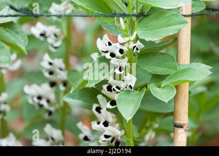 Breitbohne (Fava Bohne) Pflanzen mit Blumen, Nahaufnahme Makrodetails von Pflanzen, die in einem britischen Garten wachsen Stockfoto