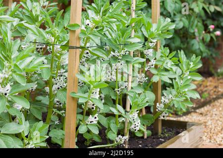 Gemüsegarten UK mit breiten Bohnenpflanzen (Fava Bohnen), Pflanzen in Blüte Stockfoto