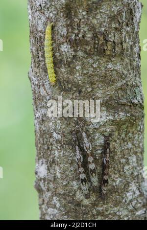 Getarnte Raupen aus der Familie der Erebidae-Motten neben einer offensichtlich grünen Raupe auf demselben Baum im trockenen Wald von Tumbesian, Ecuador. Stockfoto