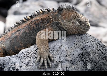 Marine Iguana am Strand La Lobería, San Cristóbal, Galápagos, Ecuador Stockfoto