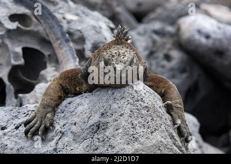 Marine Iguana am Strand La Lobería, San Cristóbal, Galápagos, Ecuador Stockfoto