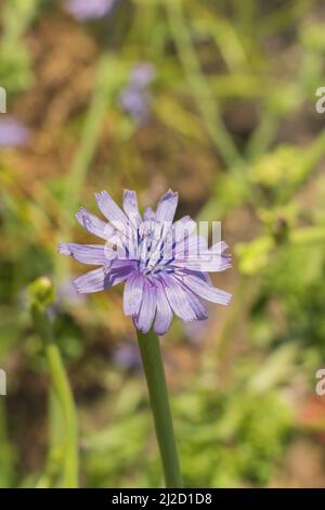 Detailansicht der blauen Salatblüte, die im Sommer im Freien blüht Stockfoto