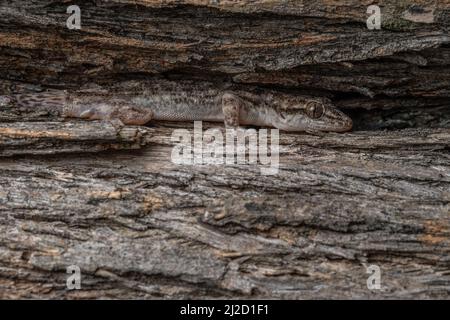 Der an der Küste gelegene Gecko (Phyllodactylus reissii) versteckt sich auf einem Baumstamm, der sich in den trockenen Wäldern Ecuadors einfügt und auf der Rinde getarnt ist. Stockfoto