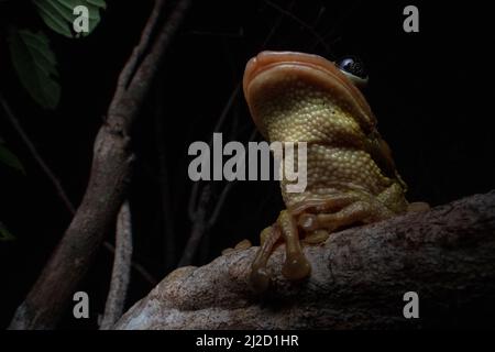 Jordaniens kastanienköpfiger Baumfrosch (Trachycepalus jordani) aus dem Tumbesian-Trockenwald in Ecuador. Stockfoto