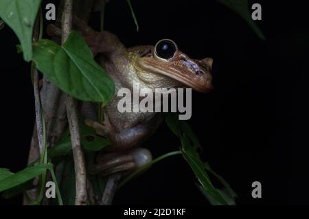 Jordaniens kastanienköpfiger Baumfrosch (Trachycepalus jordani) aus dem Tumbesian-Trockenwald in Ecuador. Stockfoto