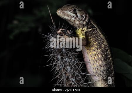 Ein Puyango-Quirl-Leguan (Stenocercus puyango), der auf einem Kaktus im trockenen Tumbeswald im Süden Ecuadors sitzt. Stockfoto