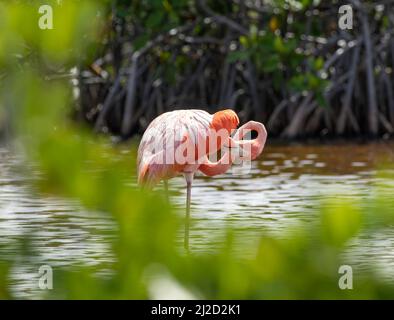 Ein amerikanischer Flamingo wagt in einer Mangrovenmündung in den Florida Keys durch das Salzwasser, eine seltene Vogelperspektive für die Vereinigten Staaten. Stockfoto