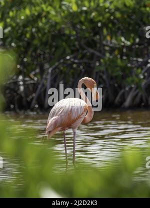 Ein amerikanischer Flamingo wagt in einer Mangrovenmündung in den Florida Keys durch das Salzwasser, eine seltene Vogelperspektive für die Vereinigten Staaten. Stockfoto