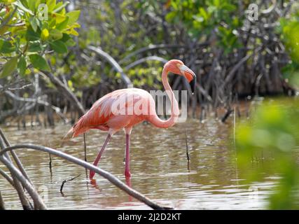 Ein amerikanischer Flamingo wagt in einer Mangrovenmündung in den Florida Keys durch das Salzwasser, eine seltene Vogelperspektive für die Vereinigten Staaten. Stockfoto