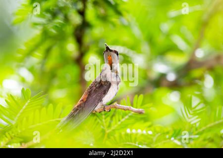 Wunderschöne weibliche Ruby Topaz Kolibri, Chrysolampis mosquitus, mit ihren goldenen Federn, die in einer verträumten grünen Szene glänzen. Stockfoto