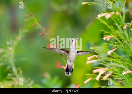 Verträumte Szene eines weiblichen Kolibris von Ruby Topaz, Chrysolampis mosquitus, mit Flügeln, die von lebhaften pastellfarbenen Blumen umgeben sind. Stockfoto