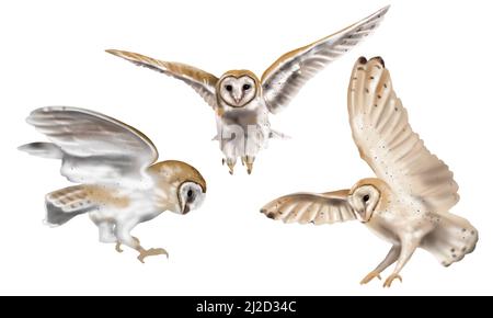 Aquarell Set fliegende Eule Scheune Eule. Eine realistische Illustration einer Eule. Weißer Vogel mit beigen Flügeln und Kopf Nachtvögel Stockfoto