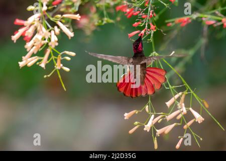 Verträumte Szene eines Kolibris von Ruby Topaz, Chrysolampis Mosquitus, der zwischen bunten Blumen in einem tropischen Garten schwebt. Stockfoto