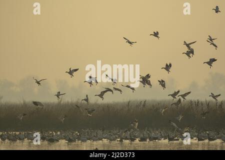 Eine kleine Schar von Schneegänsen, die auf überschwemmtem Reisfeld landeten. Stockfoto