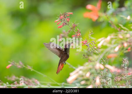 Verträumte, pastellfarbene Szene eines Ruby Topaz Kolibris, Chrysolampis Mosquitus, schwebend zwischen bunten Blumen in einem tropischen Garten. Stockfoto