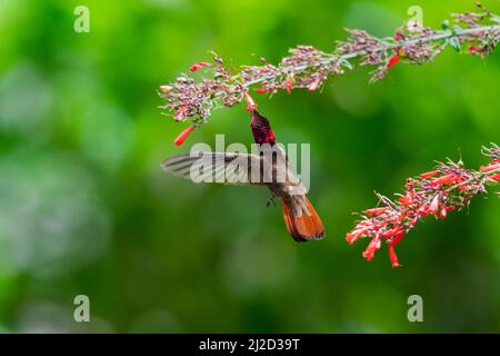 Verträumte Szene eines Kolibris von Ruby Topaz, Chrysolampis Mosquitus, der sich von roten Antigua Heideblumen mit einem schönen grünen Bokeh-Hintergrund ernährt. Stockfoto