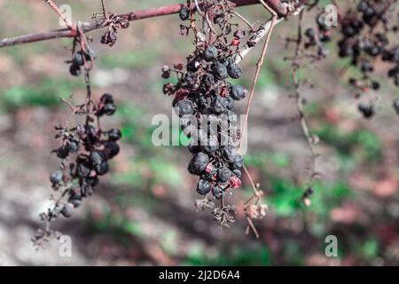 Verfaulte Traube auf der Rebe . Getrocknete faule Beeren Stockfoto