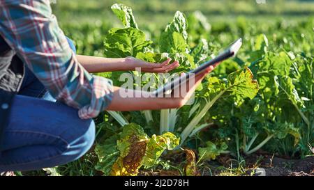 Ich mache meine regelmäßigen Qualitätskontrollen mit Hilfe von Technologie. Zugeschnittene Aufnahme einer nicht erkennbaren Farmerin mit einem digitalen Tablet während der Inspektion Stockfoto