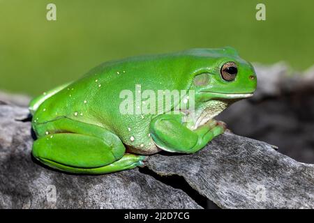 Australischer Grüner Baumfrosch, der sich auf dem Baumstamm sonnt Stockfoto