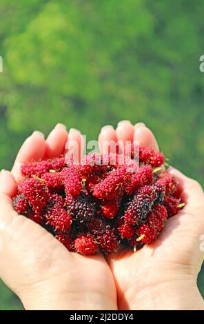 Haufen frisch gepflückter Maulbeerfrüchte in den Händen der Frau gegen Green Foliage Stockfoto