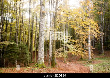 Cansiglio Wald Herbstansicht. Italienische Naturlandschaft Stockfoto