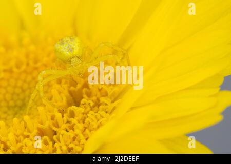 Gelbe Mecaphesa sp. Krabbenspinne auf Desert Marigold Stockfoto