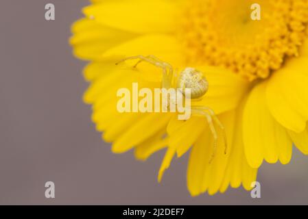 Gelbe Mecaphesa sp. Krabbenspinne auf Desert Marigold Stockfoto