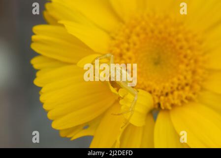 Gelbe Mecaphesa sp. Krabbenspinne auf Desert Marigold Stockfoto