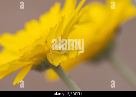 Gelbe Mecaphesa sp. Krabbenspinne auf Desert Marigold Stockfoto