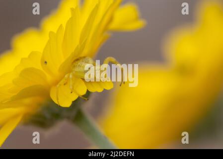 Gelbe Mecaphesa sp. Krabbenspinne auf Desert Marigold Stockfoto