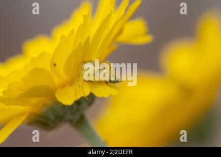 Gelbe Mecaphesa sp. Krabbenspinne auf Wüstenmarigold mit Beute Stockfoto
