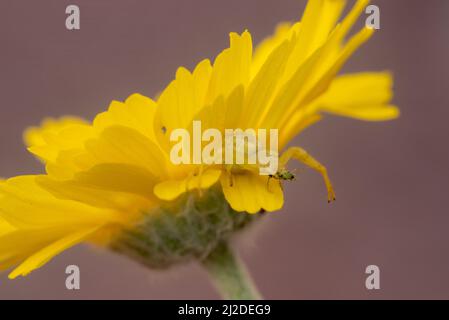 Gelbe Mecaphesa sp. Krabbenspinne auf Wüstenmarigold mit Beute Stockfoto