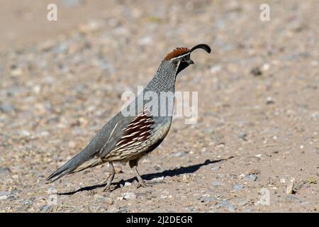 Die Gambels Wachteln (Art Gambelii) Stockfoto