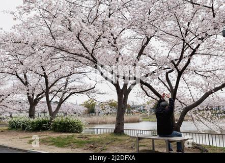 Nagoya, Japan. 01. April 2022. Ein Mann genießt volle Kirschblüten im Park in Nagoya. Die Kirschblüte, die in Japan auch als Sakura bekannt ist, ist normalerweise im März oder Anfang April im Frühling am Höhepunkt. Die Sakura ist die Nationalblume Japans und Kirschblüten zu genießen ist eine alte japanische Gewohnheit. Kredit: SOPA Images Limited/Alamy Live Nachrichten Stockfoto