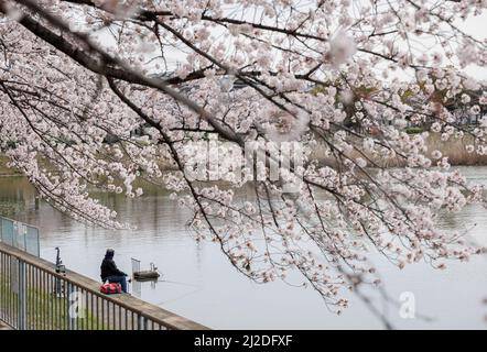 Nagoya, Japan. 01. April 2022. Ein Mann fischt gerne während voller Kirschblüten im Park in Nagoya. Die Kirschblüte, die in Japan auch als Sakura bekannt ist, ist normalerweise im März oder Anfang April im Frühling am Höhepunkt. Die Sakura ist die Nationalblume Japans und Kirschblüten zu genießen ist eine alte japanische Gewohnheit. Kredit: SOPA Images Limited/Alamy Live Nachrichten Stockfoto