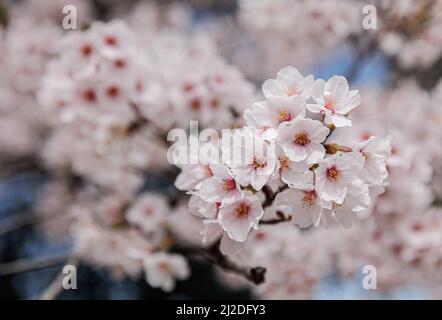 Nagoya, Japan. 01. April 2022. Kirschblütenbaum in Nagoya. Die Kirschblüte, die in Japan auch als Sakura bekannt ist, ist normalerweise im März oder Anfang April im Frühling am Höhepunkt. Die Sakura ist die Nationalblume Japans und Kirschblüten zu genießen ist eine alte japanische Gewohnheit. Kredit: SOPA Images Limited/Alamy Live Nachrichten Stockfoto