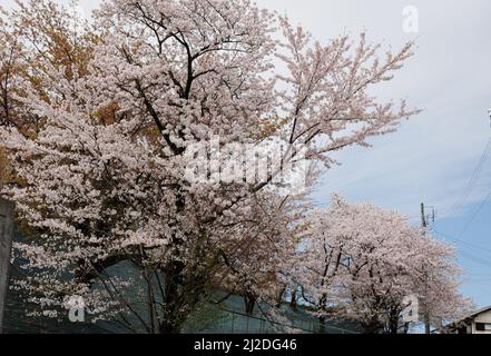 Nagoya, Japan. 01. April 2022. Kirschblütenbaum in Nagoya. Die Kirschblüte, die in Japan auch als Sakura bekannt ist, ist normalerweise im März oder Anfang April im Frühling am Höhepunkt. Die Sakura ist die Nationalblume Japans und Kirschblüten zu genießen ist eine alte japanische Gewohnheit. (Foto von Takahiro Yoshida/SOPA Images/Sipa USA) Quelle: SIPA USA/Alamy Live News Stockfoto