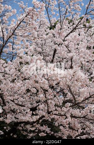 Nagoya, Japan. 01. April 2022. Kirschblütenbaum in Nagoya. Die Kirschblüte, die in Japan auch als Sakura bekannt ist, ist normalerweise im März oder Anfang April im Frühling am Höhepunkt. Die Sakura ist die Nationalblume Japans und Kirschblüten zu genießen ist eine alte japanische Gewohnheit. (Foto von Takahiro Yoshida/SOPA Images/Sipa USA) Quelle: SIPA USA/Alamy Live News Stockfoto