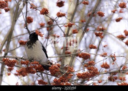 Vogel frisst im Winter Eberesche unter Schnee. Stockfoto